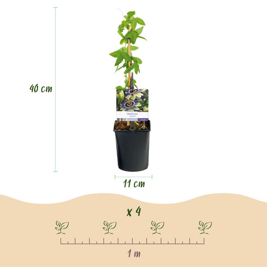 Passionsblume - Passiflora caerulea - Blüte Blau mit Grün Weiß - Wenig Pflege - 2 Pflanzen - Topf 11cm Höhe 40cm