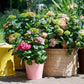 Hydrangea Endles Summer The Original Pink - Hortensie - Winterhart - Rosa - 1 Pflanze - Topf 14cm - Höhe 20-25cm