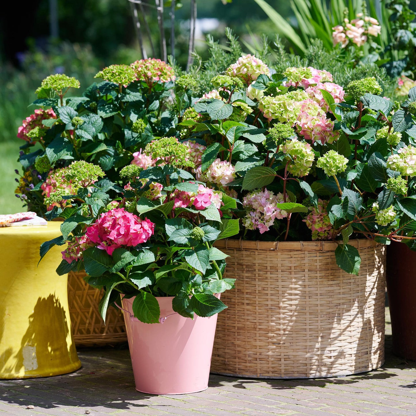 Hydrangea Endles Summer The Original Pink - Hortensie - Winterhart - Rosa - 1 Pflanze - Topf 14cm - Höhe 20-25cm