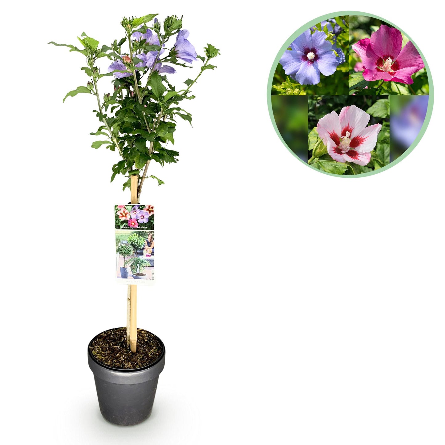 Hibiscus syriacus Tricolour - Terrasse Pflanze - Laubabwerfend - Winterhart - Weiße, Rosa, Violette Blüte - Topf 19cm Höhe 90cm