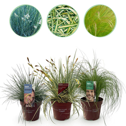 Ziergräser - 3 Pflanzen - Blau - Gelb - Grün - Immergrün - Winterhart - Topf 17cm Höhe 50cm