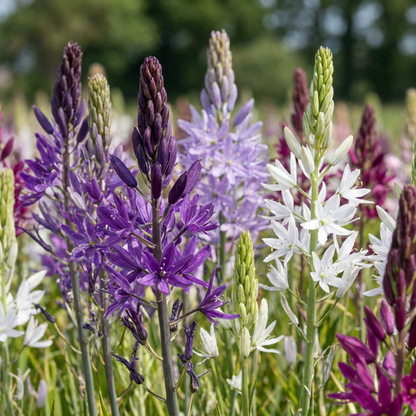 40x Camassia Leichtlinii Mix - Leichtlin's camas - Blue and White