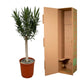 Nerium Oleander op stam met rode bloem - 110cm - Ø22