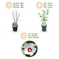 Hibiscus syriacus Red Heart - Garden Hibiscus - Hardy - White - Red - 3 Plants - Pot 17cm - Height 45cm