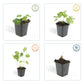 24x Geranium Rozanne - ↕10-25cm - Ø9cm