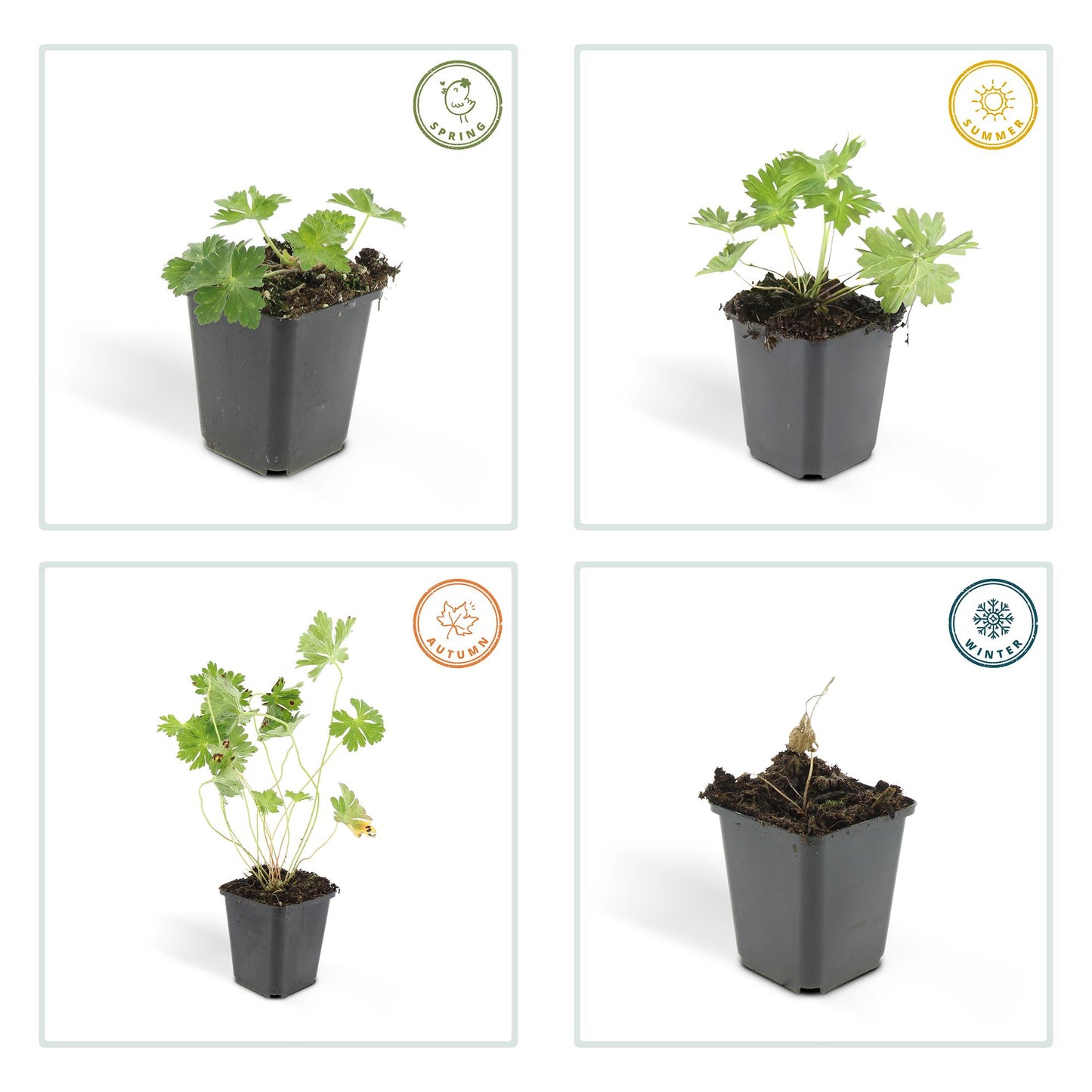 24x Geranium Rozanne - ↕10-25cm - Ø9cm