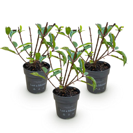 Hydrangea panniculata Living Little Rosy - Bauernhortensie - Winterhart - Rosa - 3 Pflanzen - Topf 12cm - Höhe 20-30cm