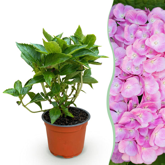 Hydrangea macrophylla Rosa - Hortensie - Winterhart - Rosa - 1 Pflanze - Topf 12cm - Höhe 20-30cm
