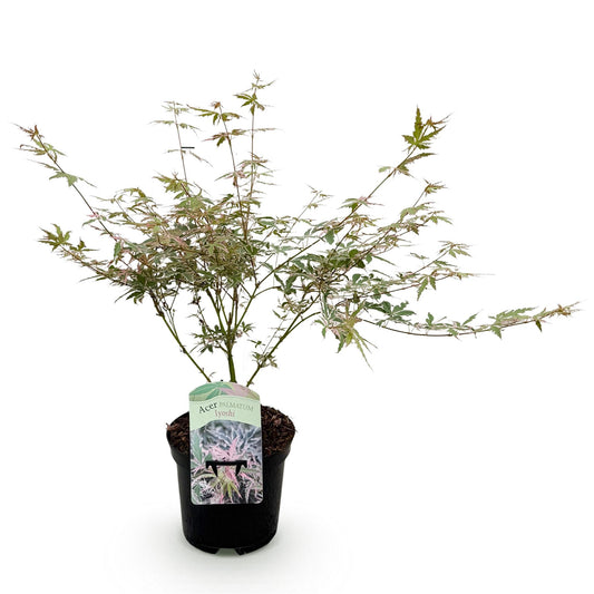 Japanischer Ahorn - Acer palmatum Iyoshi - Rosa - 1 Pflanze - Laubabwerfend - Topf 19cm Höhe 70cm