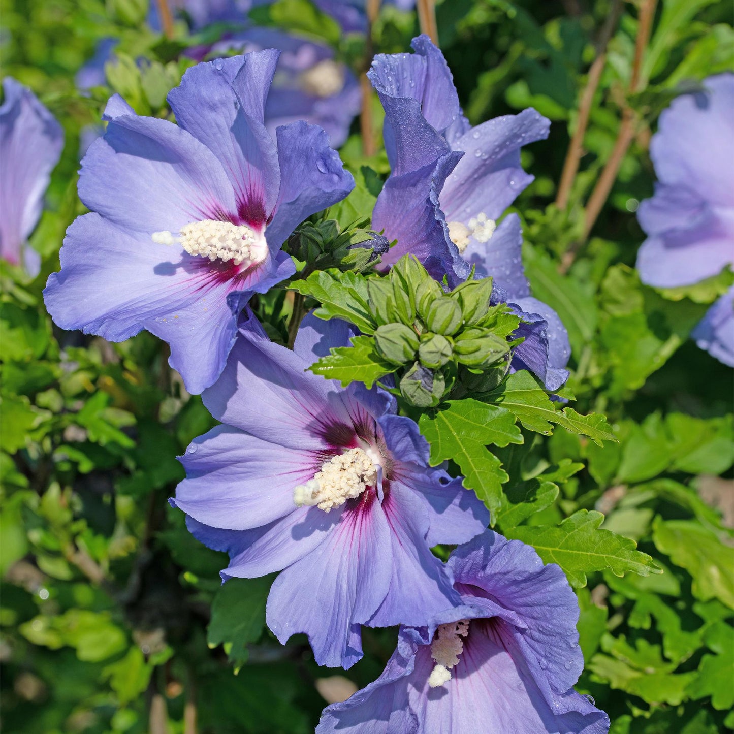 Hibiscus syriacus Oiseau Blue - Garden Hibiscus - Hardy - Blue - 3 Plants - Pot 17cm - Height 45cm