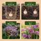 15x Allium Christophii - Christoph-Lauch - Lila - Sommerblüher - Zwiebelgröße 10/12
