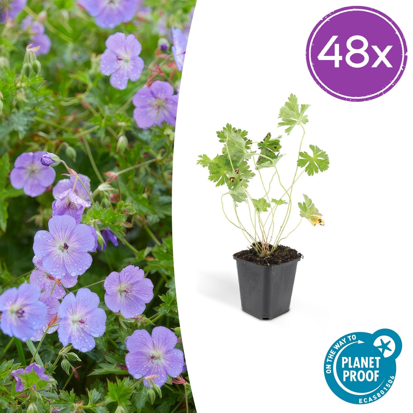 48x Geranium Rozanne - ↕10-25cm - Ø9cm