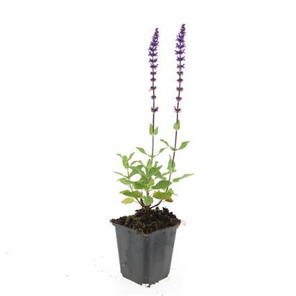 Salvia nemorosa 'Caradonna 48x - ↕10-25cm - Ø9cm