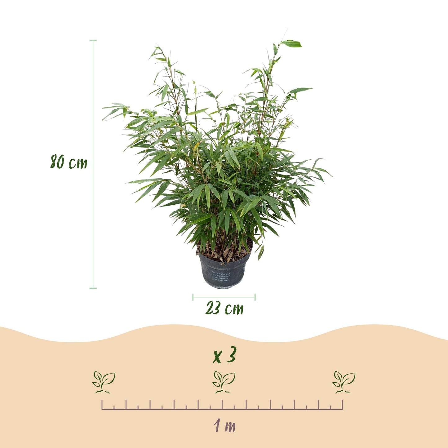 Gräser - Fargesia robusta Pingwu - Bambus - Nicht Wuchernd - Grün - 1 Pflanze - Topf 23 cm - Höhe 80 cm