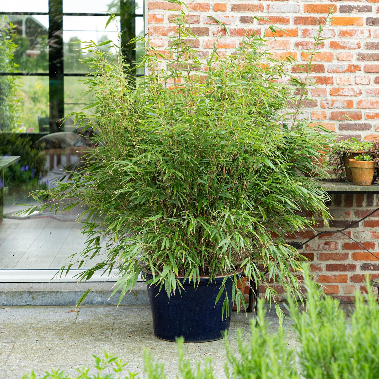 Gräser - Fargesia Rufa - Bambus - Nicht Ausbreitend - Grün - 2 Pflanzen - Topf 23 cm - Höhe 80 cm