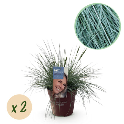 Ziergräser - Festuca glauca Intense Blue - Blau - 2 Pflanzen - Immergrün - Wenig Pflege - Topf 17cm Höhe 50cm