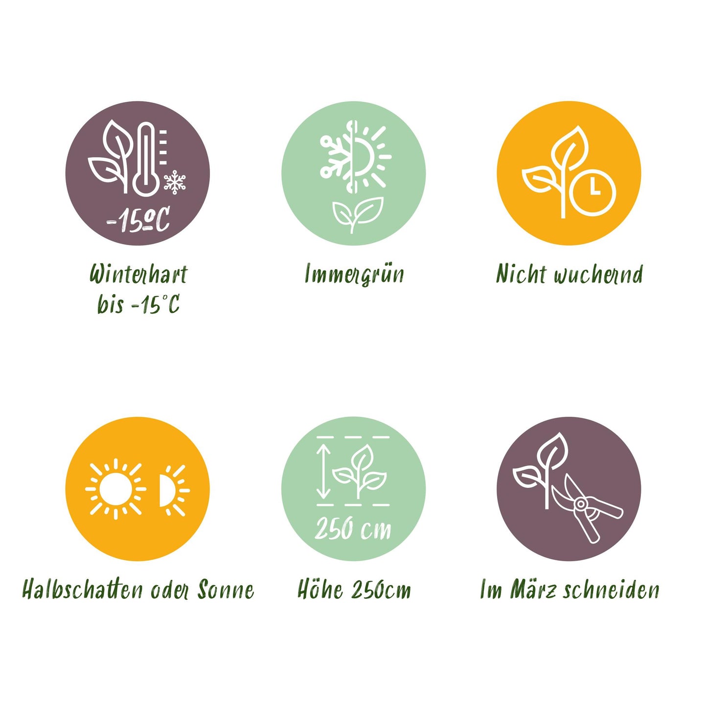 Bambus - Fargesia rufa - Grün - 2 Pflanzen - Immergrün - Wuchernd- Topf 14cm Höhe 35cm