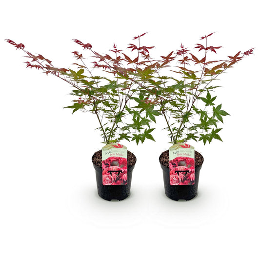 Japanischer Ahorn - Acer palmatum Beni Maiko - Rot - 2 Pflanzen - Laubabwerfend - Topf 19cm Höhe 70cm