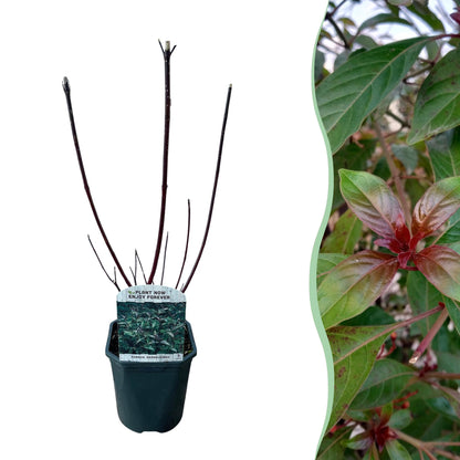 Cornus alba Kesselringii - Violette Zweige - 1 Pflanze - Topf 17cm Höhe 45cm
