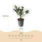 Heckenpflanzen - Ilex Blue maid - Blatt grün - 8 Pflanzen - 1 laufender Meter - immergrün - Topf 9cm Höhe 25-30cm