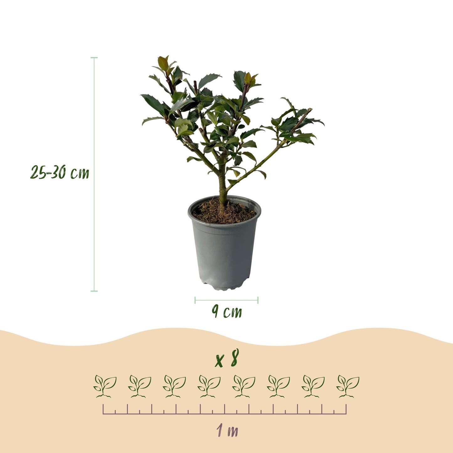 Heckenpflanzen - Ilex Blue maid - Blatt grün - 8 Pflanzen - 1 laufender Meter - immergrün - Topf 9cm Höhe 25-30cm