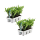 Ilex crenata 'Jenny' - 2 x 6 pack -  Ø7 cm - ↕15 cm