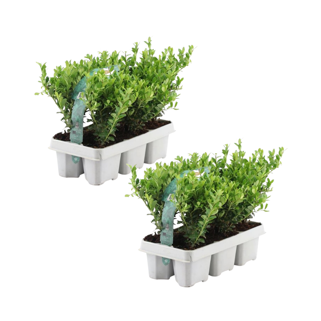 Ilex crenata 'Jenny' - 2 x 6 pack -  Ø7 cm - ↕15 cm