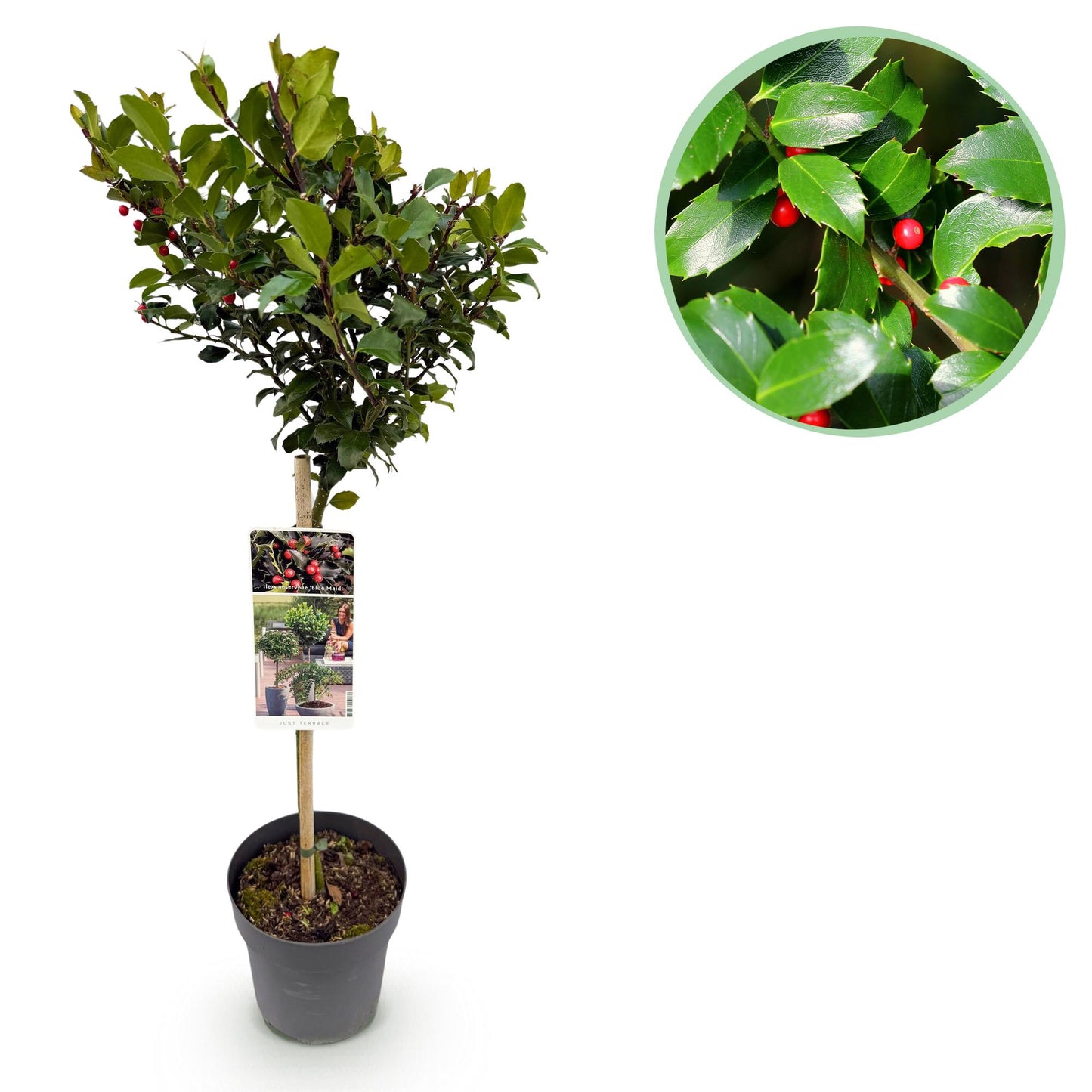 Ilex meserveae Blue Maid - Stamm-Pflanze  -  Terrassenpflanze - Immergrün - Winterhart - Rote Beeren - Topf 19cm Höhe 90cm