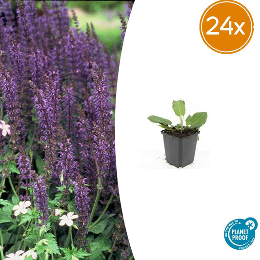 Steppen Salbei - 24x Salvia nem. 'Mainacht' - ↕10-25cm - Ø9cm