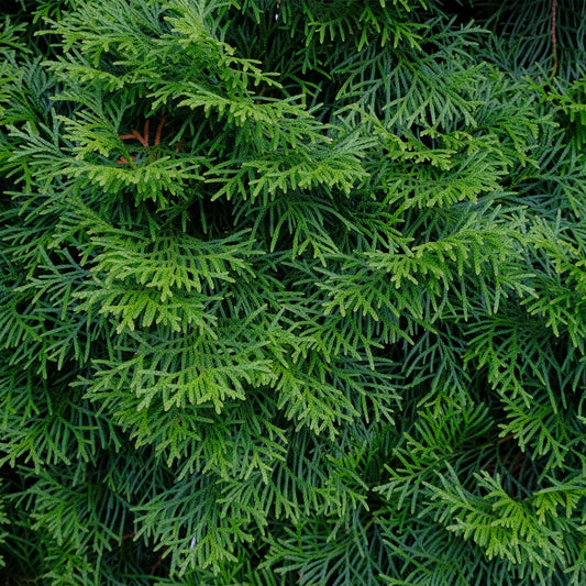 Heckenpflanzen - Thuja occidentalis Smaragd - Blatt grün - 8 Pflanzen - 1 laufender Meter - immergrün - Topf 9cm Höhe 30cm