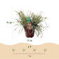 Ziergräser - Carex oshimensis Everest - Weiß und Grün - 1 Pflanze - Immergrün - Winterhart - Topf 17cm Höhe 50cm