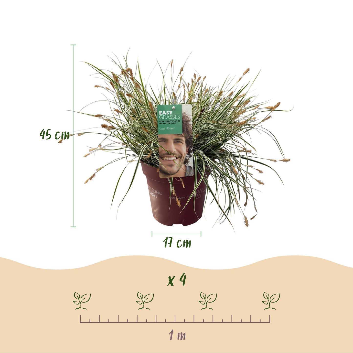 Ziergräser - Carex oshimensis Everest - Weiß und Grün - 1 Pflanze - Immergrün - Winterhart - Topf 17cm Höhe 50cm