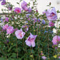 Stamm Pflanze - Hibiscus syriacus Lavendor Chiffon® - Terrassen Pflanze - Laubabwerfend - Winterhart - Lila Blüte - Topf 19cm Höhe 90cm