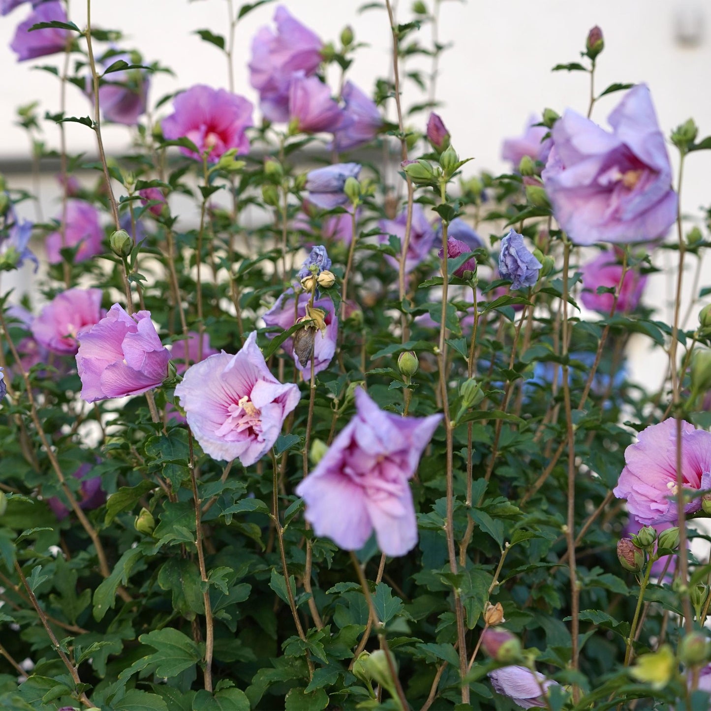 Stamm Pflanze - Hibiscus syriacus Lavendor Chiffon® - Terrassen Pflanze - Laubabwerfend - Winterhart - Lila Blüte - Topf 19cm Höhe 90cm