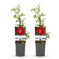Kletterrose - Rosa Red Queen - Blüte Rot - Geringer Pflegeaufwand - 2 Pflanzen - Topf 11cm Höhe 40cm