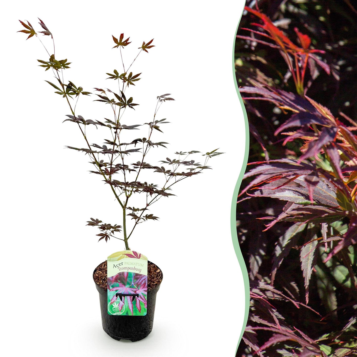 Japanischer Ahorn - Acer palmatum Trompenburg - Dunkel Lila - 1 Pflanze - Laubabwerfend - Topf 19cm Höhe 70cm