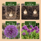 15x Allium Purple Sensation - Purpurlauch - Lila - Sommerblüher - Zwiebelgröße 10/12