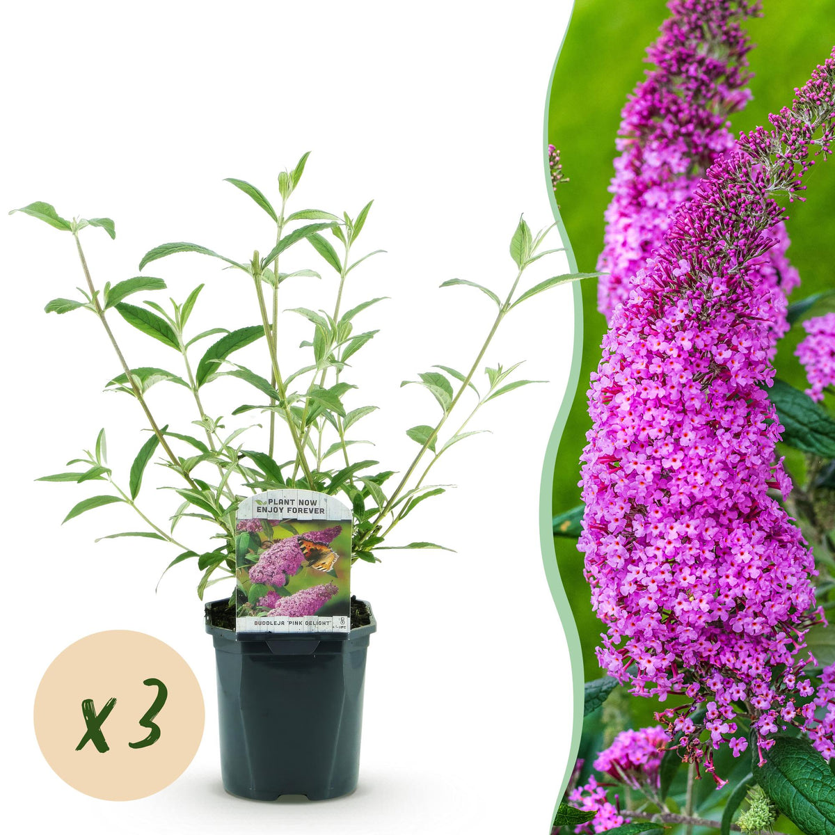 Schmetterlingsstrauch - Buddleja davidii Pink Delight - Hardy - Pink - 3 Plants - Pot 17cm - Height 45cm