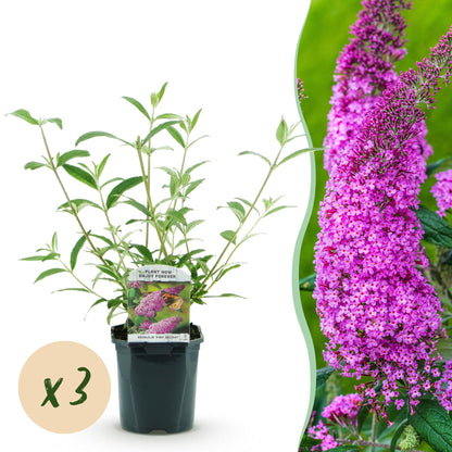 Schmetterlingsstrauch - Buddleja davidii Pink Delight - Hardy - Pink - 3 Plants - Pot 17cm - Height 45cm