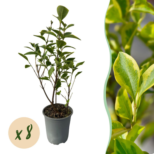 Heckenpflanzen - Ligustrum ovalifolium Aureum - Blätter gelb grün - 8 Pflanzen - 1 laufender Meter - immergrün - Topf 9cm Höhe 35-40cm