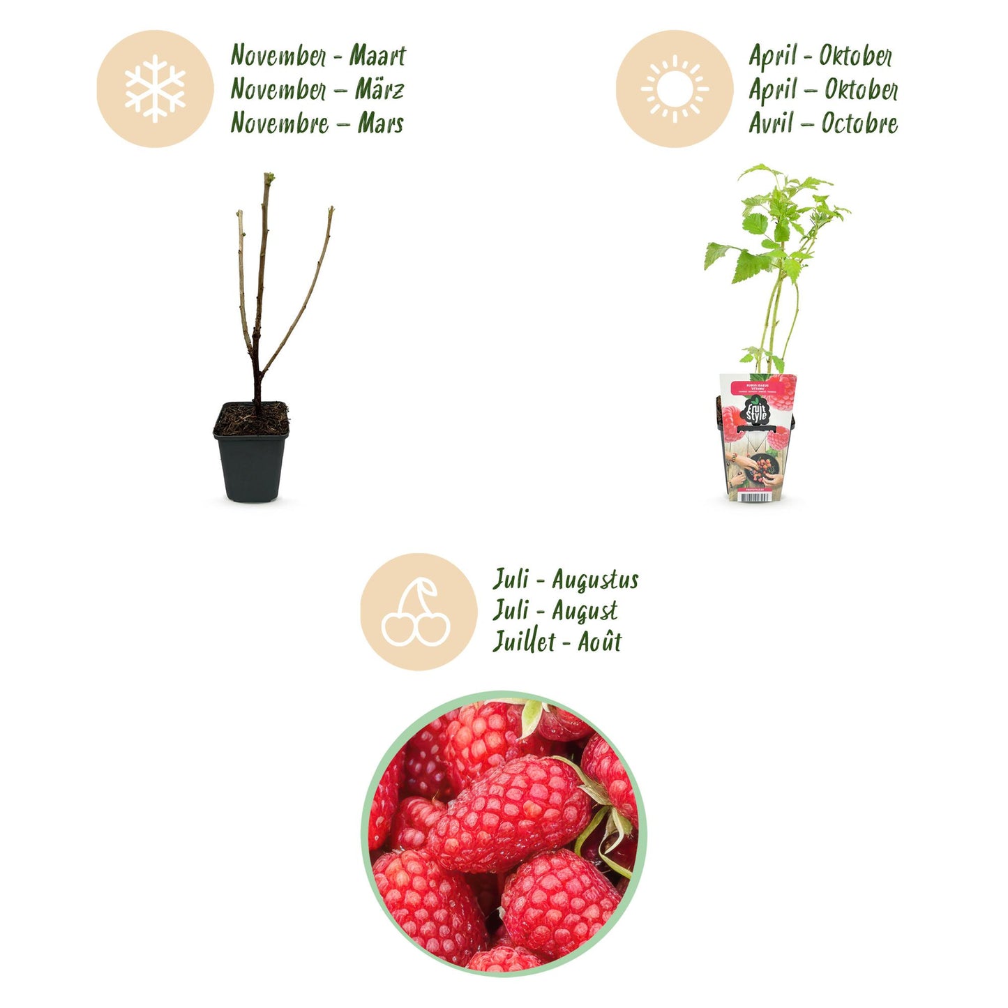 Obstpflanzen - Himbeere - Rubus idaeus Heritage - Winterhart - 3 Pflanzen - Topf 9 cm - Rote Himbeere