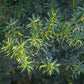 Heckenpflanzen - Taxus media Hilii - Blatt grün - 6 Pflanzen - 1 laufender Meter - immergrün - Topf 17cm Höhe 60cm
