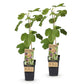 Ficus caria Little miss Figgy - Feigenbaum - Winterhart - Rote Frucht - 2 Pflanzen - Topf 15cm - Höhe 50cm