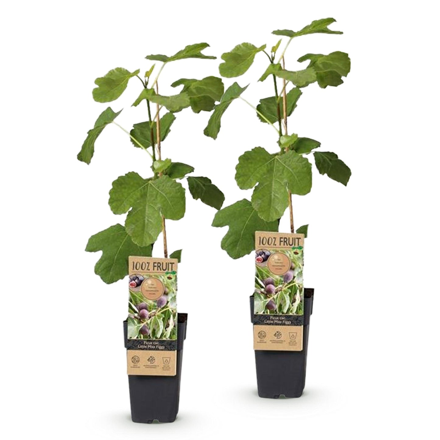 Ficus caria Little miss Figgy - Feigenbaum - Winterhart - Rote Frucht - 2 Pflanzen - Topf 15cm - Höhe 50cm