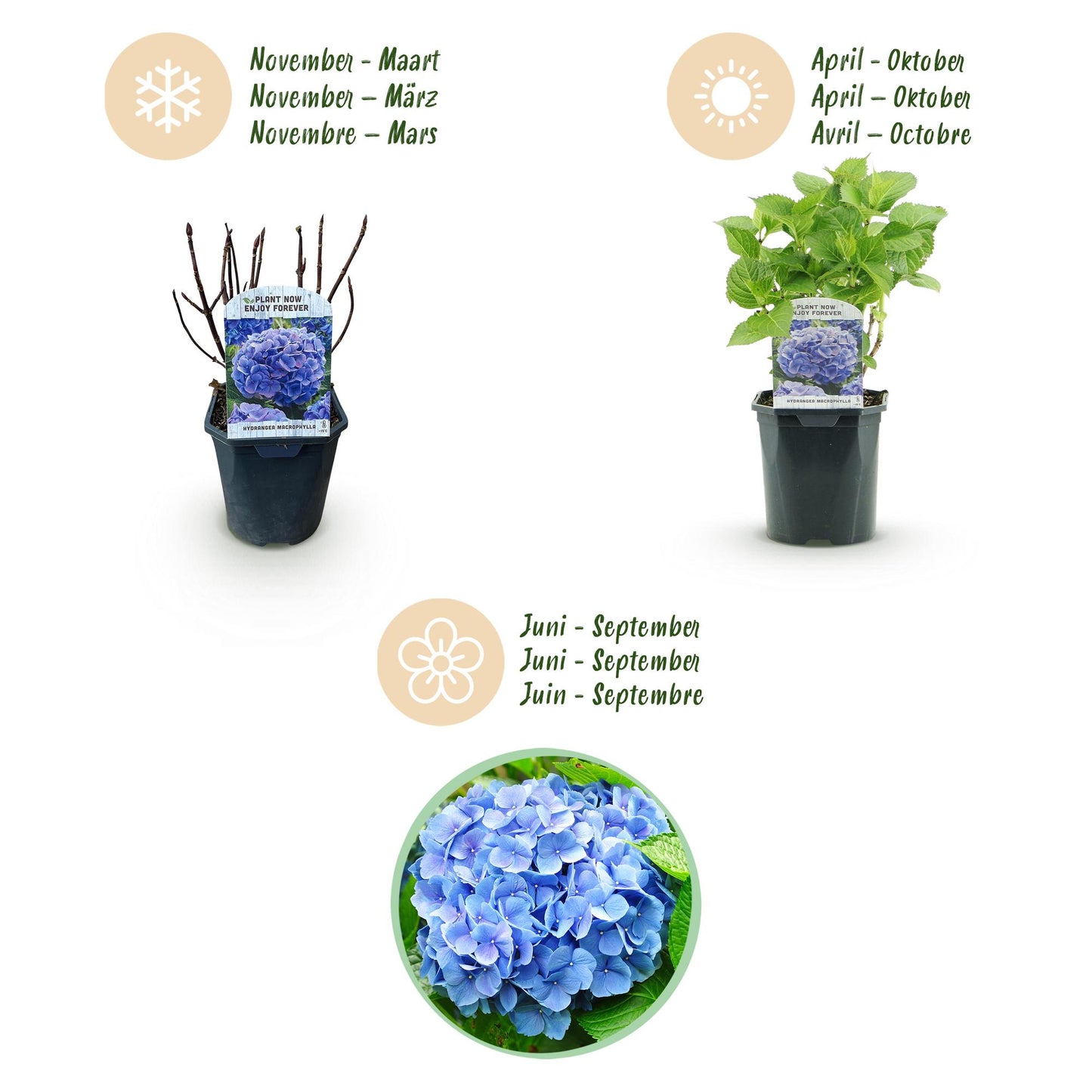 Hortensie - Hydrangea macrophylla Tricolour - Blüte Blau, Rosa und Weiß - 3 Pflanzen - Laubabwerfend - Wenig Pflege - Topf 17cm Höhe 30cm