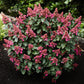 Hydrangea panniculata Living Infinity - Rispenhortensie - Winterhart - Weiß - 1 Pflanze - Topf 12cm - Höhe 20-30cm