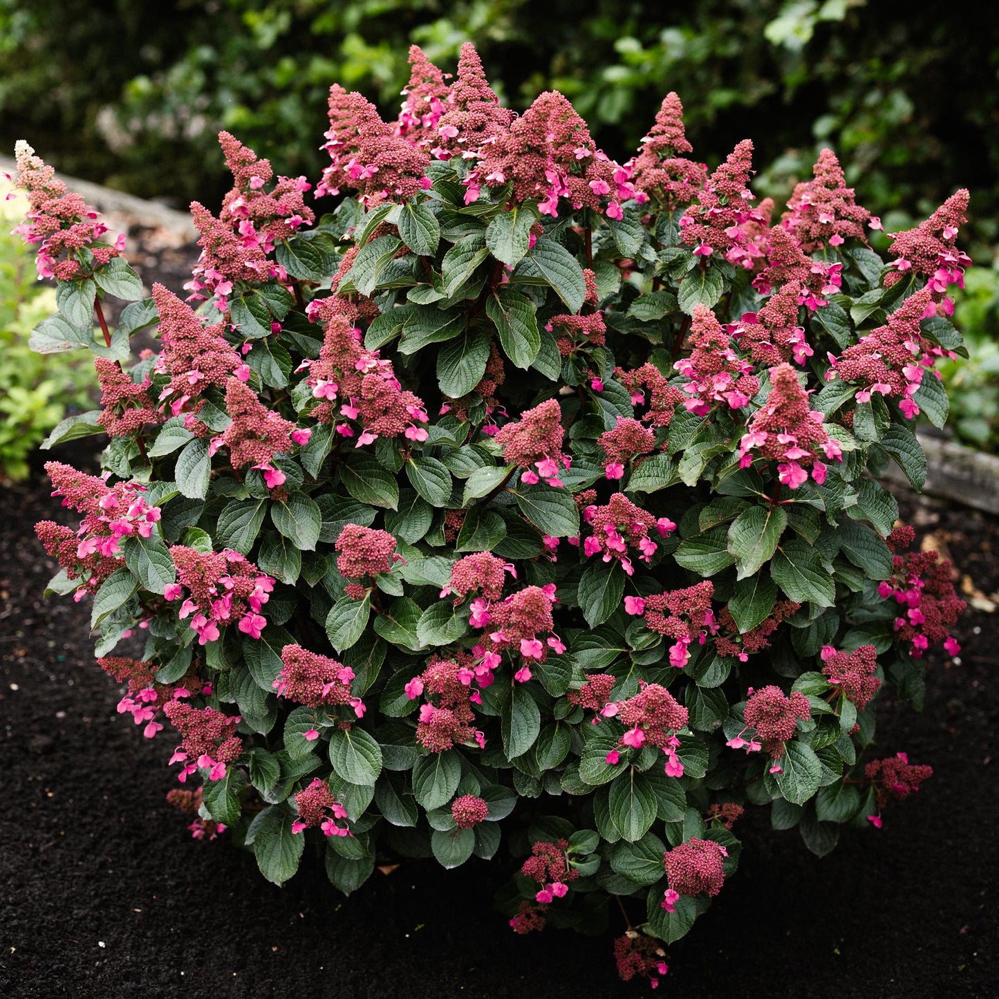 Hydrangea panniculata Living Infinity - Rispenhortensie - Winterhart - Weiß - 1 Pflanze - Topf 12cm - Höhe 20-30cm