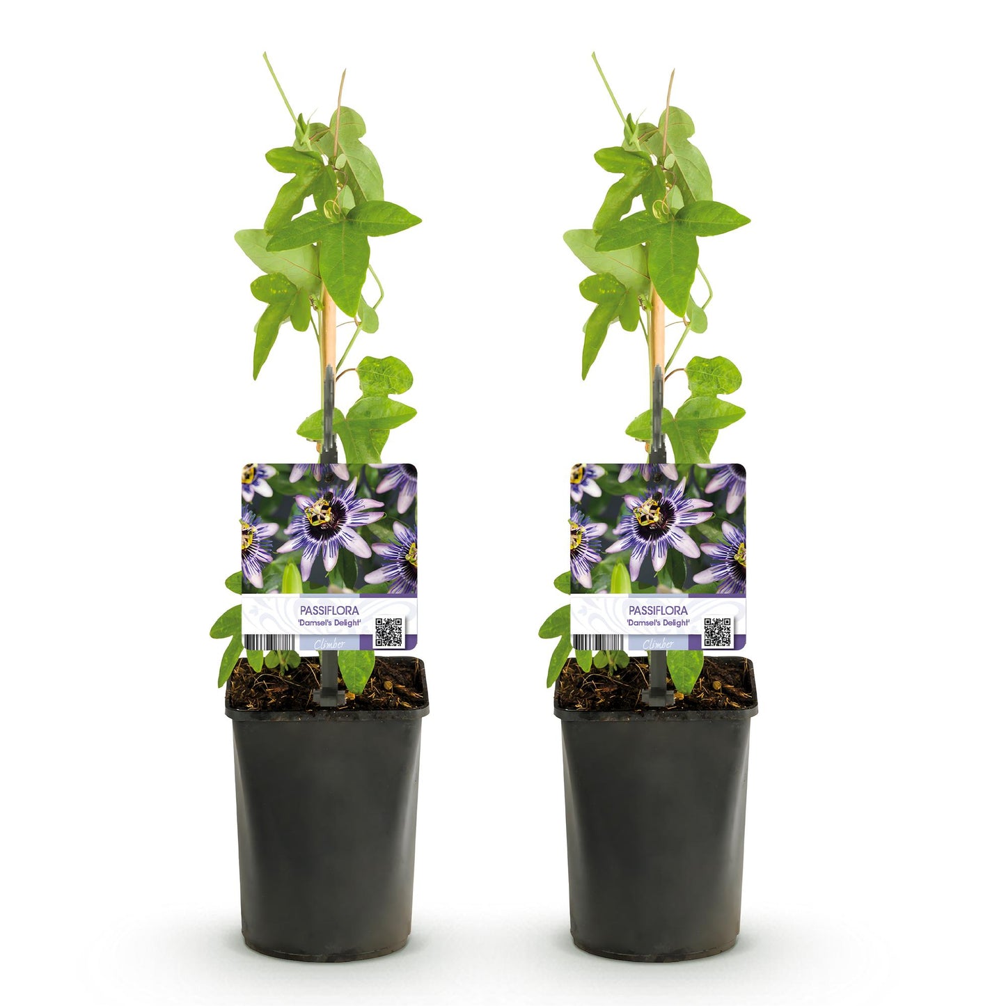 Passionsblume - Passiflora Damsels Delight - Blüte Lila mit Weiß - Wenig Pflege - 2 Pflanzen - Topf 11cm Höhe 40cm