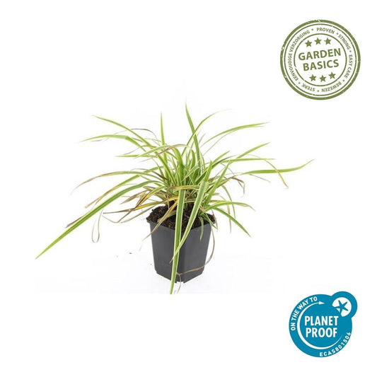 48x Carex morrowii 'Aureovariegata'  - ↕10-25cm - Ø9cm