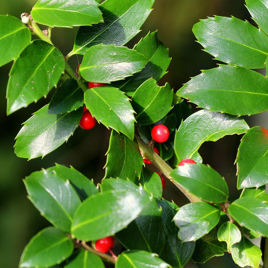 Heckenpflanzen - Ilex Blue maid - Blatt grün - 8 Pflanzen - 1 laufender Meter - immergrün - Topf 9cm Höhe 25-30cm